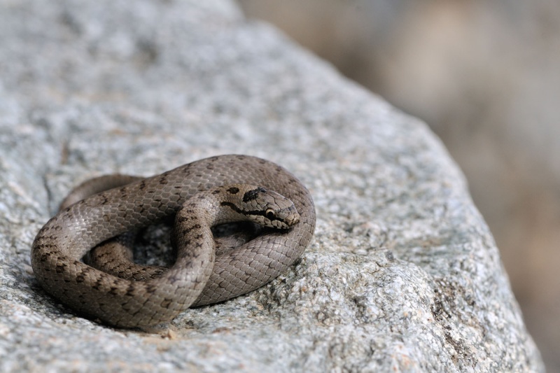 Fichier:Coronelle lisse.jpg