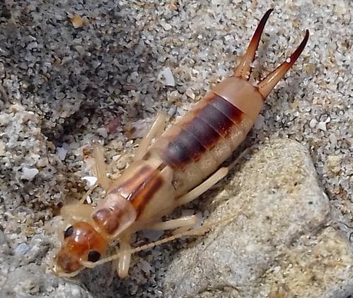 Fichier:Perce-oreilles des rivages.jpg