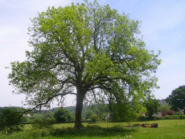 Fichier:Frêne commun ou Frêne élevé.jpg