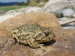 Crapaud calamite.jpg