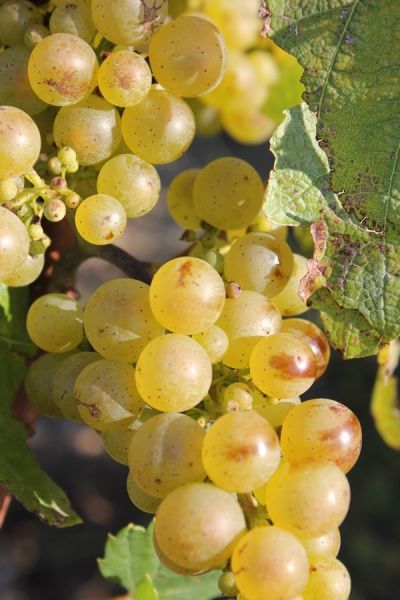 Fichier:Pouilly Fumé sauvignon.jpg