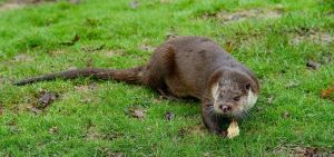 Loutre d’Europe.jpg