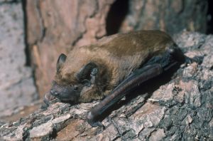 Noctule de Leisler.jpg