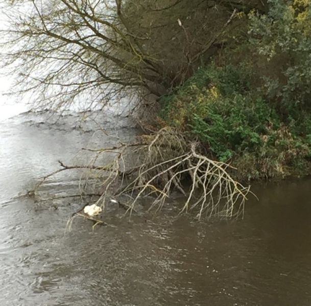 Fichier:Loire embâcle1.jpeg