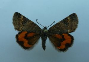 Bréphine ligérienne.jpg