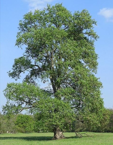 Fichier:Orme lisse.jpg